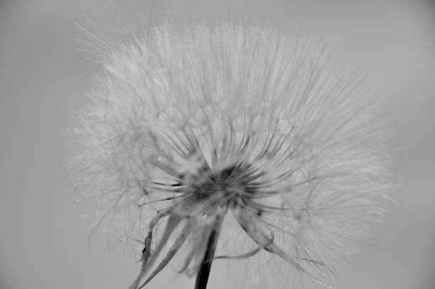 istock summer flower sea nature  sky dandelion Ukraine 975641640