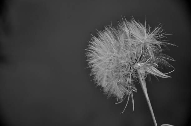 istock summer flower sea nature  sky dandelion Ukraine 975642232
