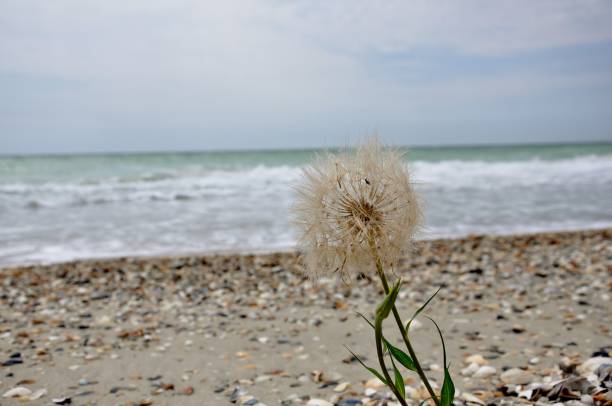 istock summer flower sea nature  sky dandelion Ukraine 975642990