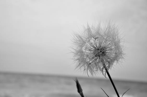 istock summer flower sea nature  sky dandelion Ukraine 975643788
