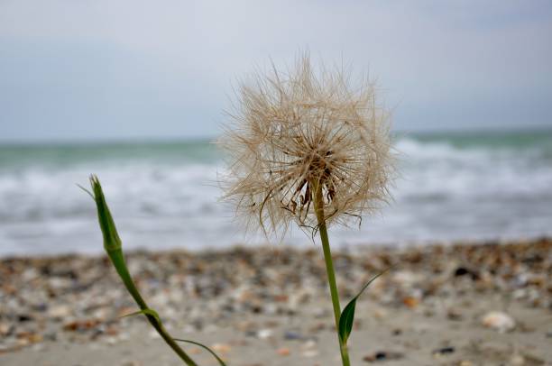 istock summer flower sea nature  sky dandelion Ukraine 975646630