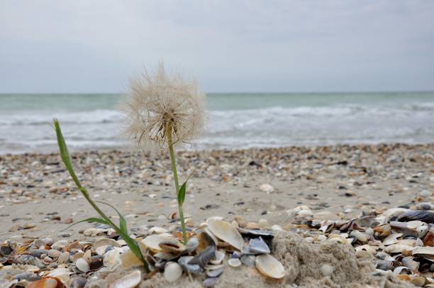 istock summer flower sea nature  sky dandelion Ukraine 975647376