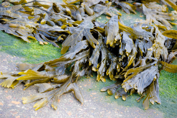istock Seaweed washed up on the shoreline 975647402