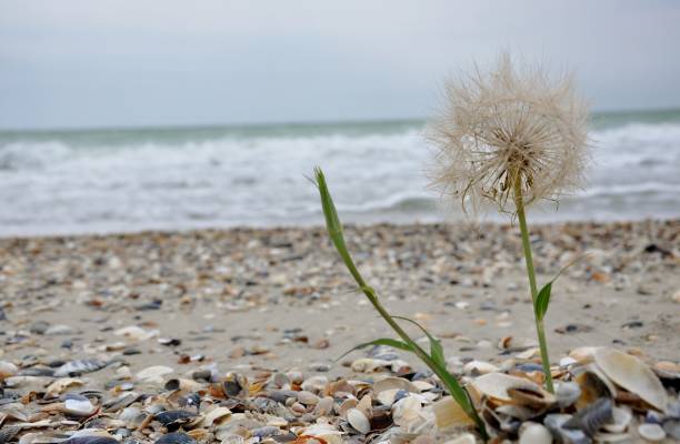 istock summer flower sea nature  sky dandelion Ukraine 975647702