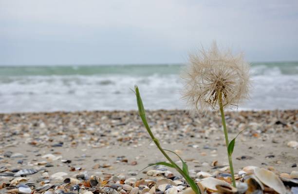 istock summer flower sea nature  sky dandelion Ukraine 975647722