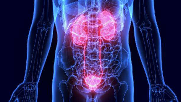 istock 3d illustration human body organ (kidneys) anatomy 975648122