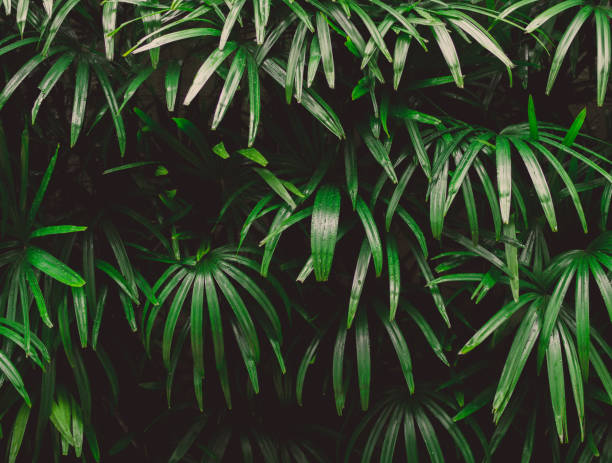 istock Water Drop on Green Leaves with The Wall Background 975648344