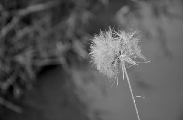 istock summer flower sea nature  sky dandelion Ukraine 975649220