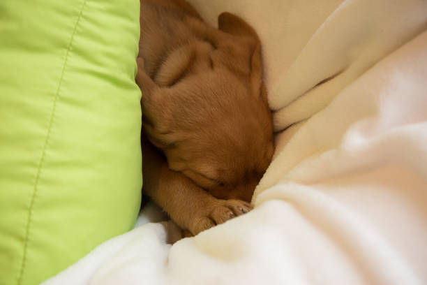 istock Puppy sleeping on colorful pillows 975651322