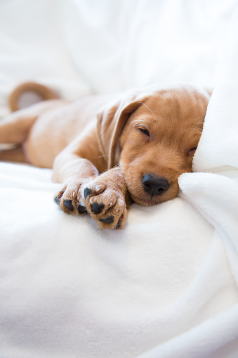 Two months old vizsla mix puppy sleeping on white sheets