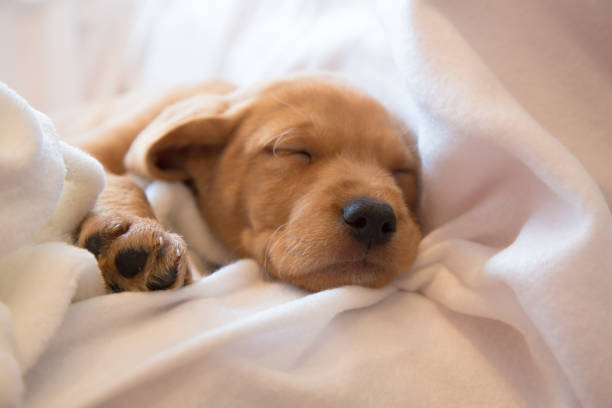 istock Close-up of puppy’s nose 975651826