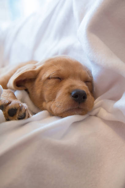istock Headshot of sleeping puppy 975651910