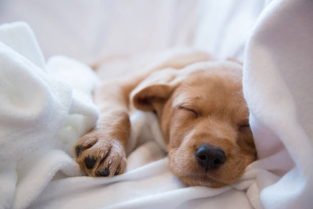 istock Headshot of sleeping puppy 975651938