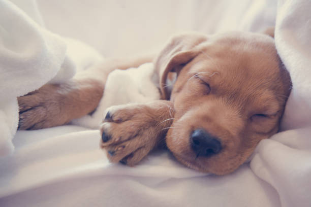 istock Close-up of puppy’s nose 975651972