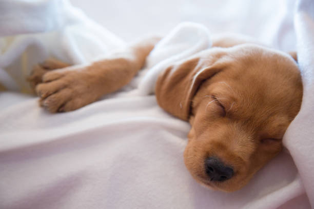 istock Headshot of sleeping puppy 975651986