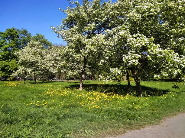 blossoming apple-trees in the city park on sunny spring day