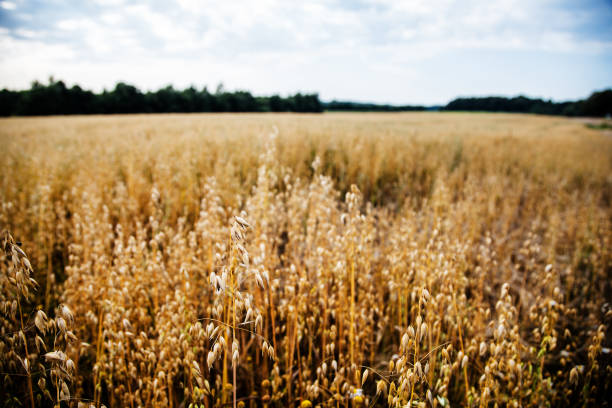 istock field with ripe ears of barley 975653592