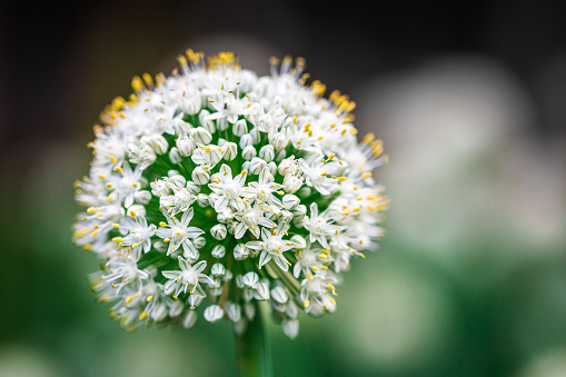 Extreme macro close up depicting white onion flowers growing in a vegetable garden. Focus is sharp on the head of the flowers, while the background consists of smooth green bokeh, allowing lots of room for copy space.