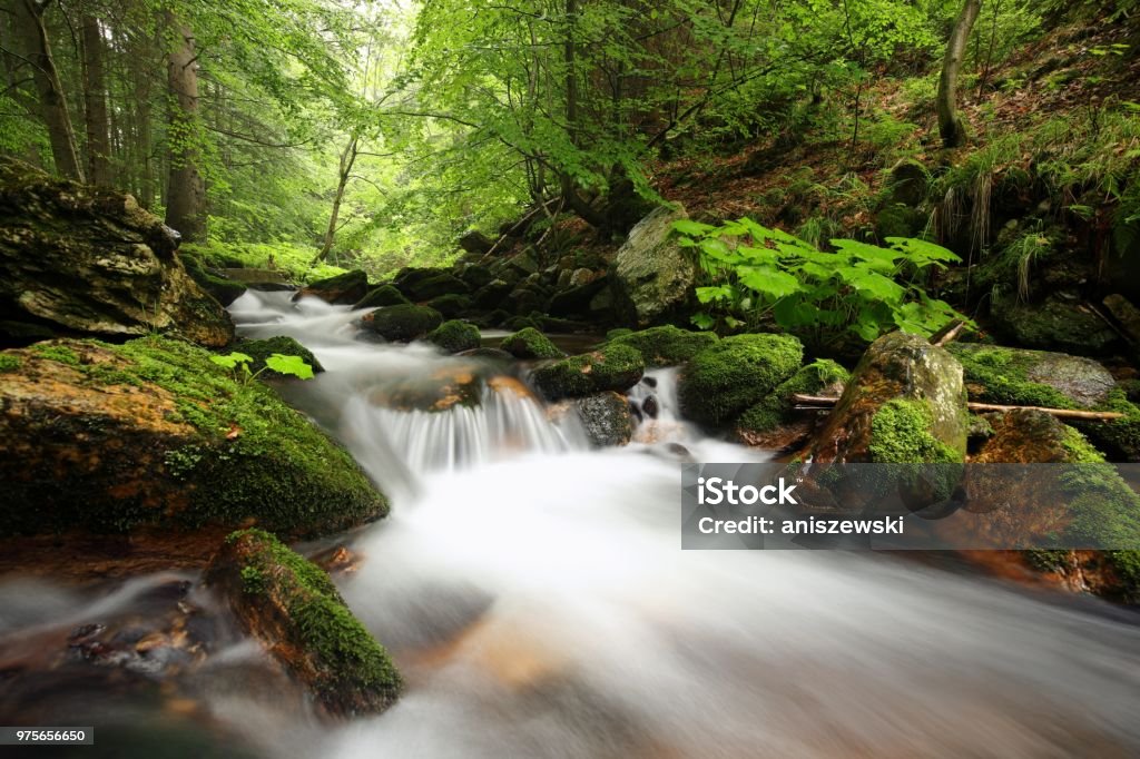 Forest stream Forest stream flowing down from the mountains Alder Tree Stock Photo