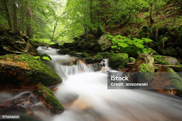 Forest Stream Stock Photo - Download Image Now - Alder Tree, Beauty, Beech Tree