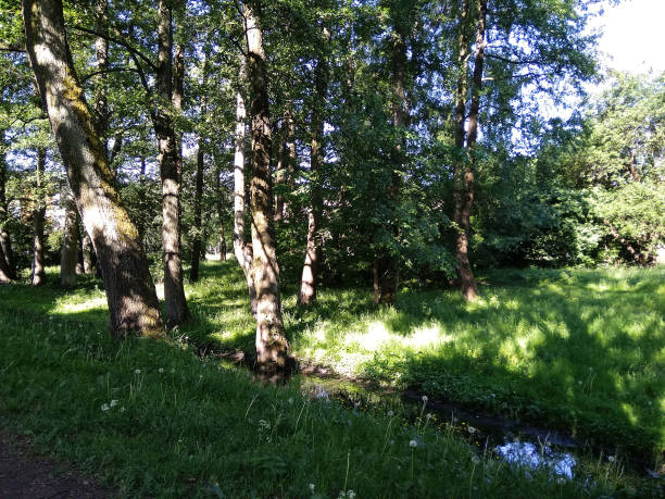 istock summer morning in a small grove 975657130