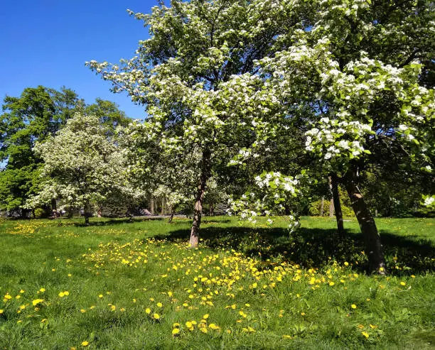 blossoming apple-trees in the city park on sunny spring day