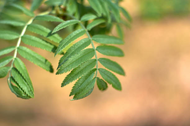 istock Green leaves of mountain ash on a blurred background 975661060