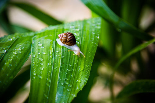 Close up of cute snake in green grass with drops of morning dew. Creative. A snail with a coiled shell sitting in the green summer field