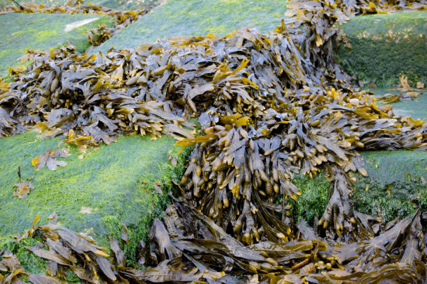 istock Seaweed washed up on the shoreline 975662532