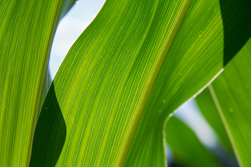 corn leaf in sun close up