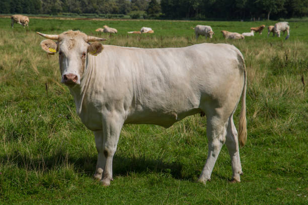 istock cows in nature in Netherland 975670996