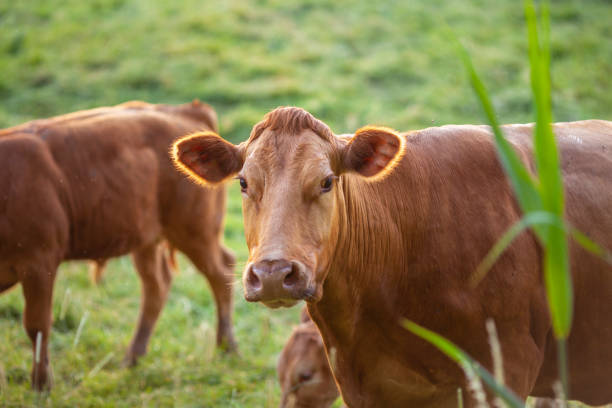 istock Cows at sunset on a northern German pasture 975671160