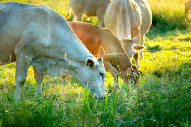 istock Cows at sunset on a northern German pasture 975671608