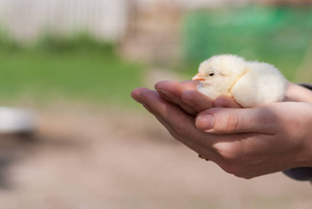 istock Female hands holding a chick in chicken farm 975671790