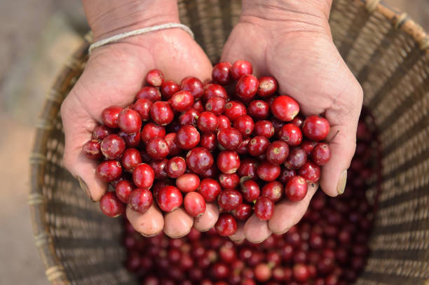 istock Close up of red berries coffee beans 975677344