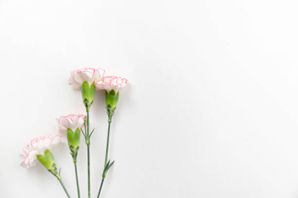 istock White and pink carnation flowers on white background with copy space. 975678108