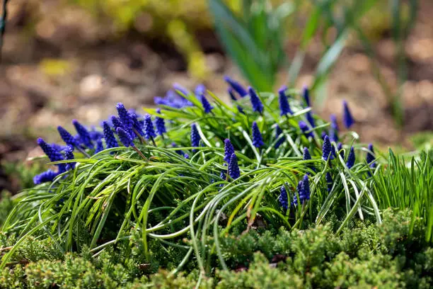 Muscari armeniacum or blue grape hyacinth in spring garden