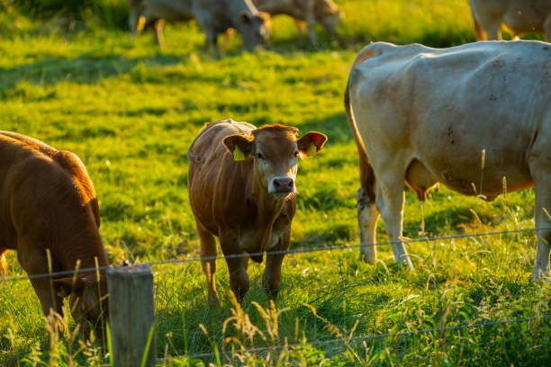 istock Cows at sunset on a northern German pasture 975685286
