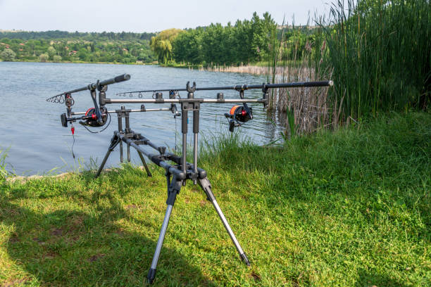 istock Carp fishing rods. 975688138