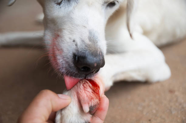 dog injured Wound on paw dog injured Wound on paw licking stock pictures, royalty-free photos & images