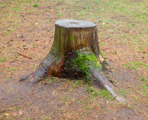 istock Photo of stump tree 975691534