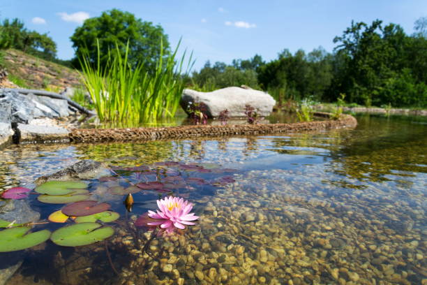 piękne lilie wodne rośliny filtrujące wodę w naturalnym stawie kąpielowym - natural pool zdjęcia i obrazy z banku zdjęć