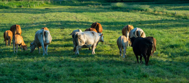istock Cows at sunset on a northern German pasture 975694632