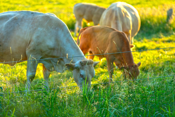 istock Cows at sunset on a northern German pasture 975695268