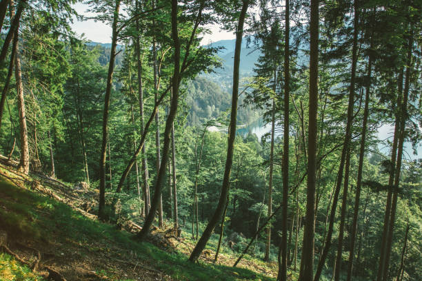 Forest near Bled lake Slovenia