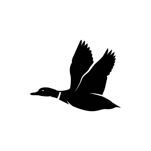 ilustrações de stock, clip art, desenhos animados e ícones de duck fly silhouette - bird hunter