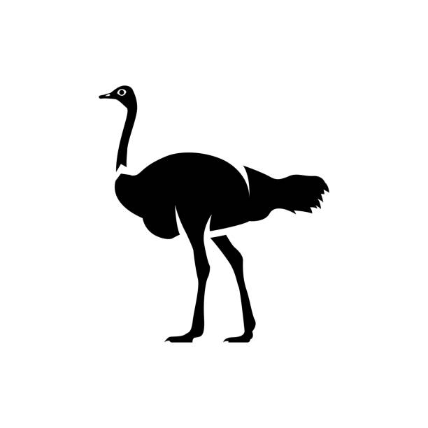 ostrich silhouette ostrich silhouette vector ostrich silhouette stock illustrations