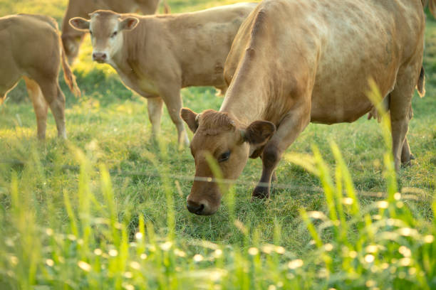 istock Cows at sunset on a northern German pasture 975701352