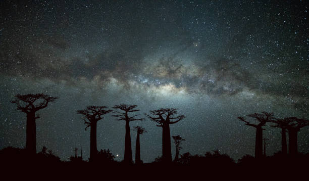 Milky Way at Avenue of the Baobabs