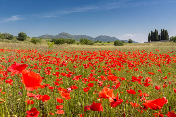 florece el campo de amapolas en el sur de francia, europa - ardeche fotografías e imágenes de stock